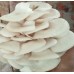 Oyster Mushroom Dry